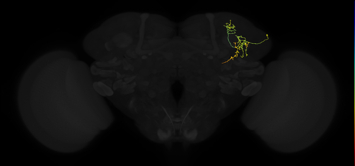 adult superior lateral protocerebrum neuron 026