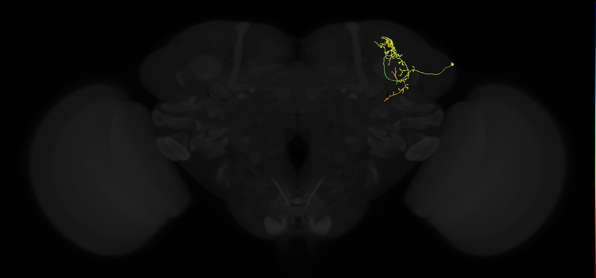 adult superior lateral protocerebrum neuron 026