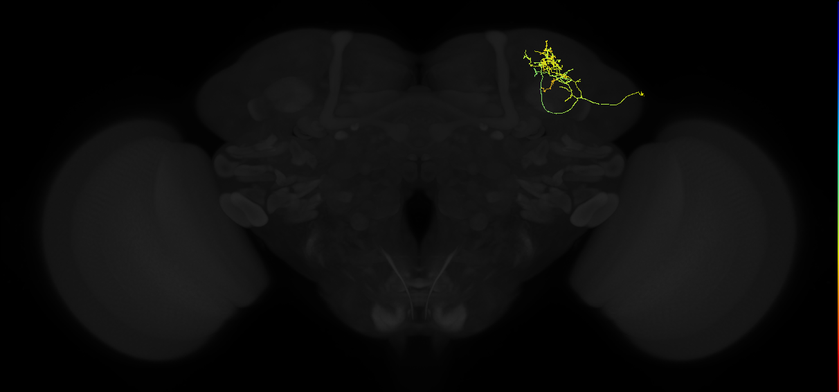 adult superior lateral protocerebrum neuron 027