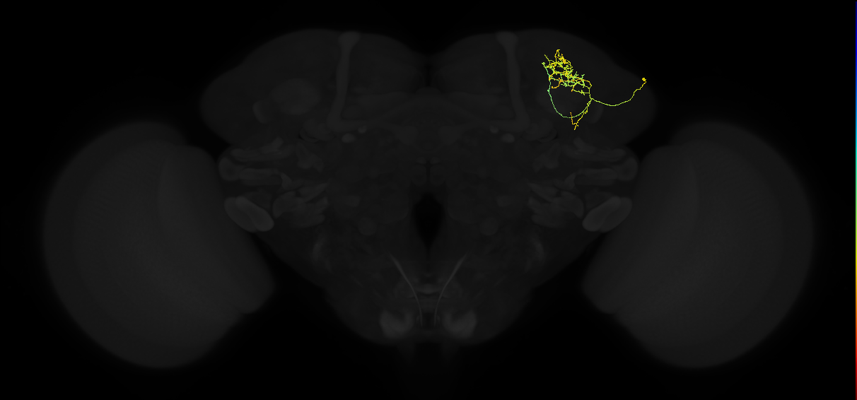 adult superior lateral protocerebrum neuron 027