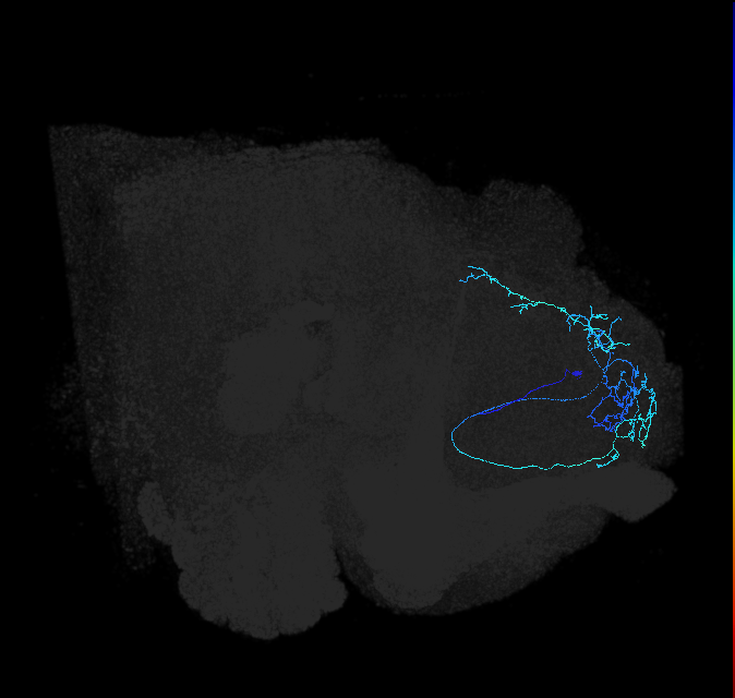 SLP028_R (FlyEM-HB:328188238)