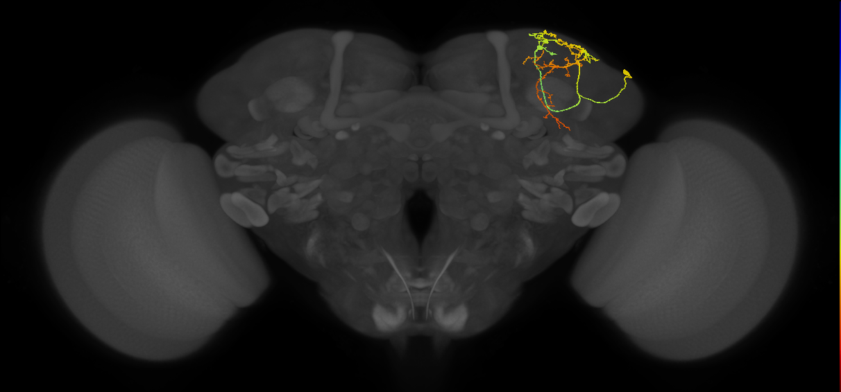 SLP028_R (FlyEM-HB:328188238)