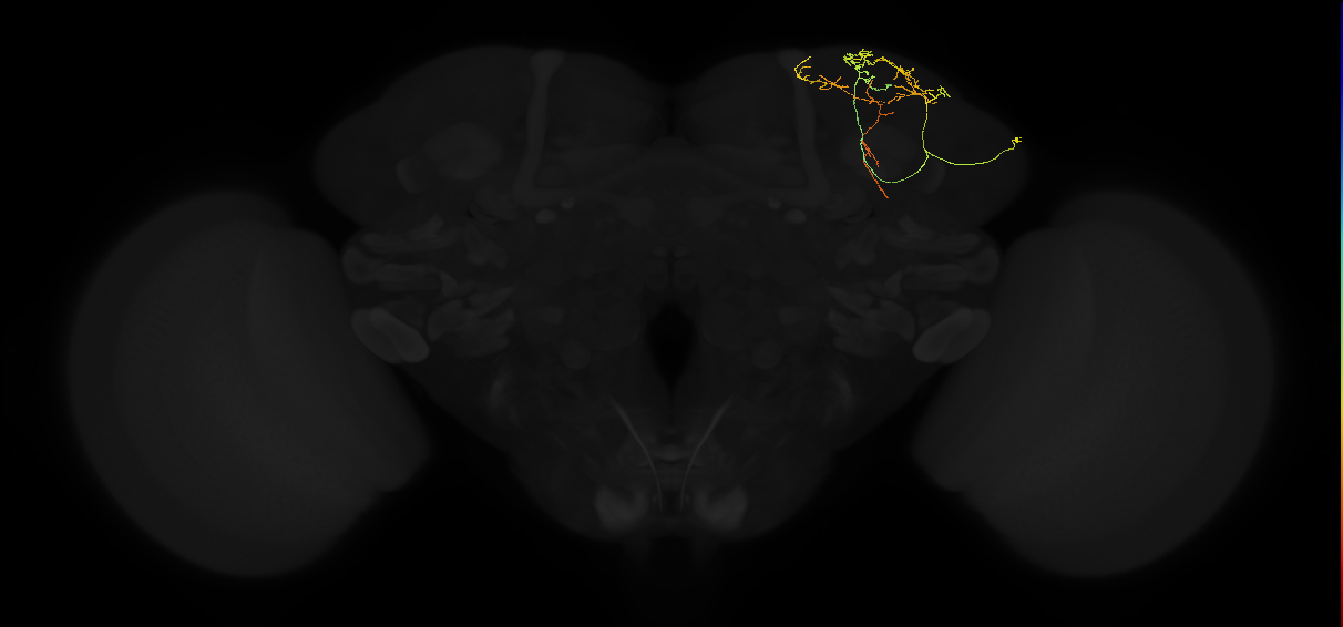 adult superior lateral protocerebrum neuron 028