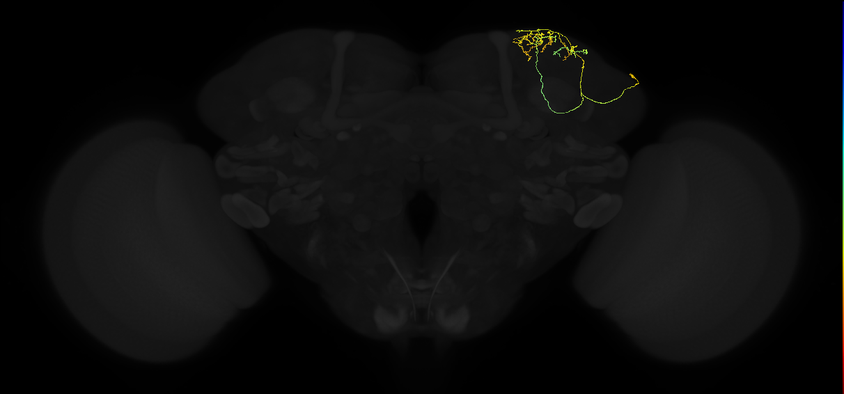 adult superior lateral protocerebrum neuron 029