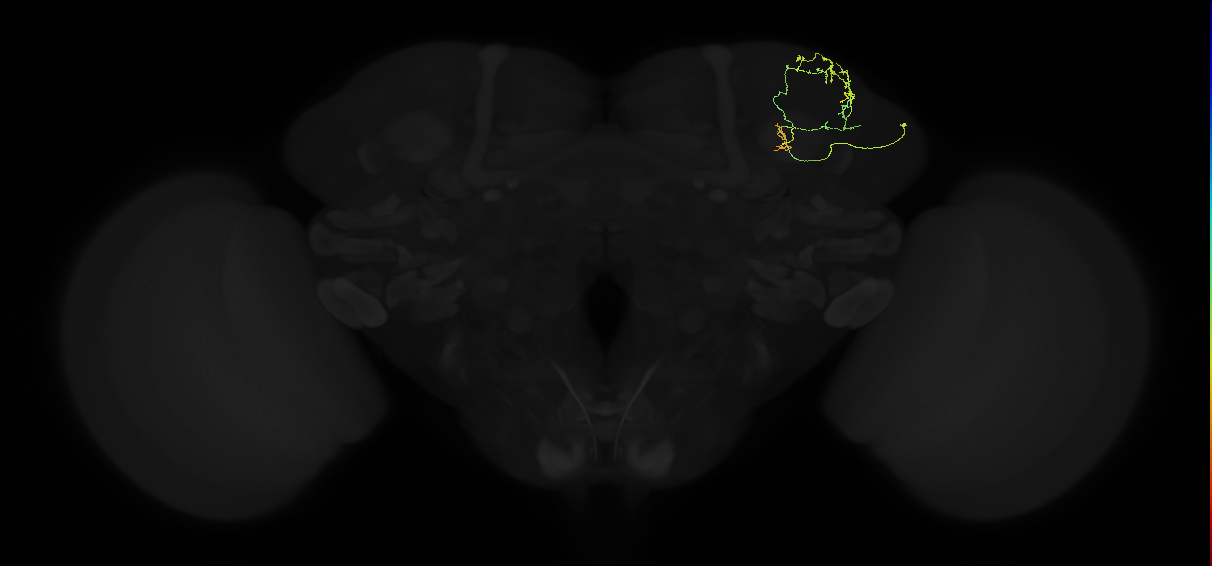 adult superior lateral protocerebrum neuron 030
