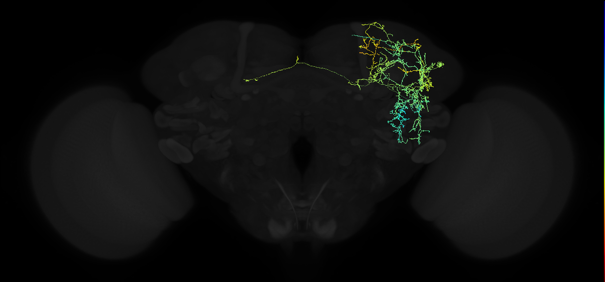 adult superior lateral protocerebrum neuron 031