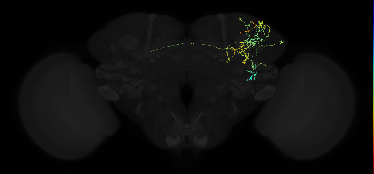 adult superior lateral protocerebrum neuron 033