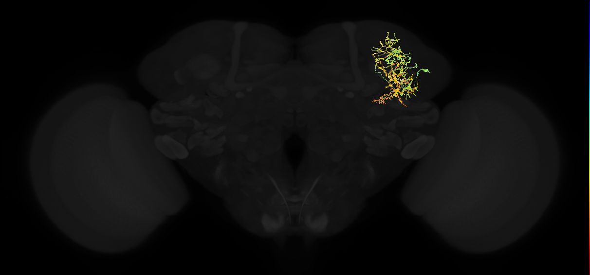adult superior lateral protocerebrum neuron 034