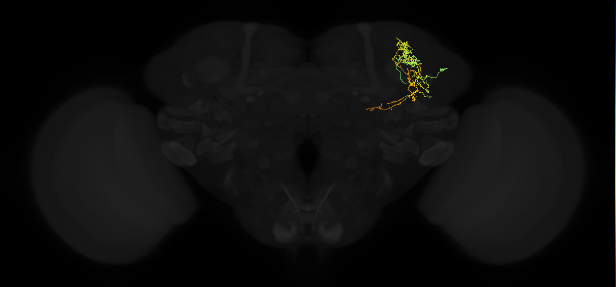 adult superior lateral protocerebrum neuron 035