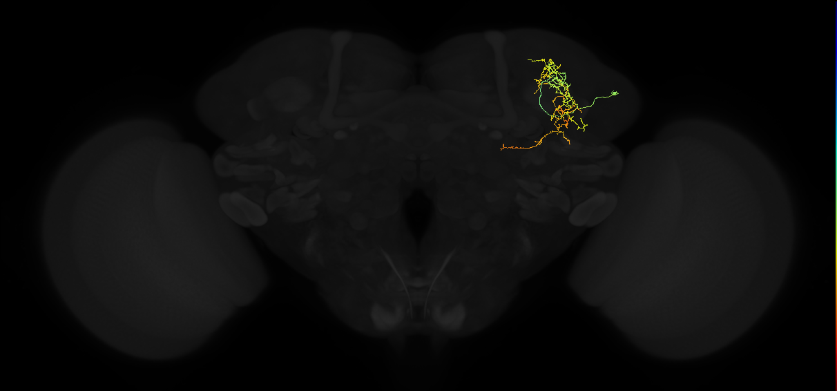 adult superior lateral protocerebrum neuron 035