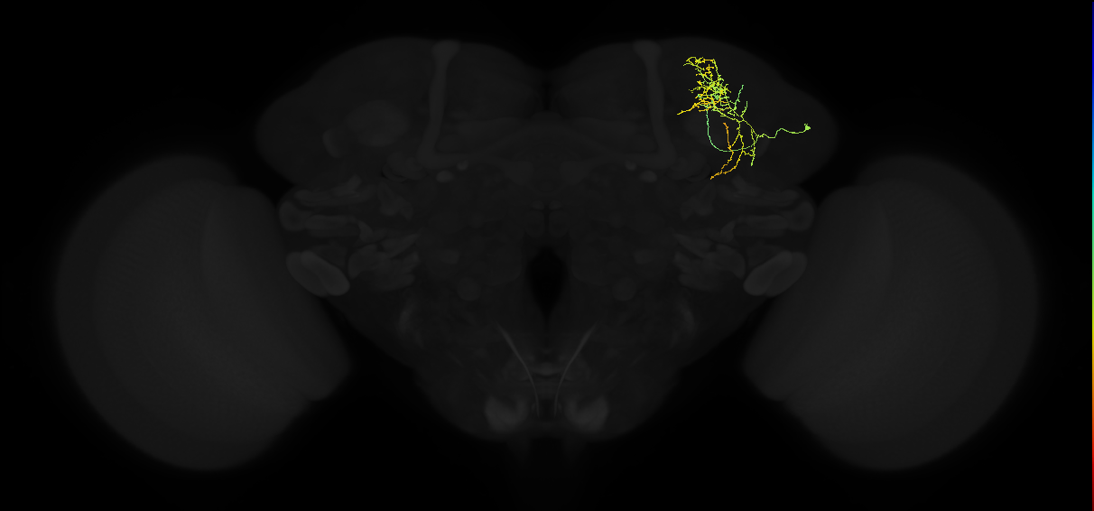 adult superior lateral protocerebrum neuron 036