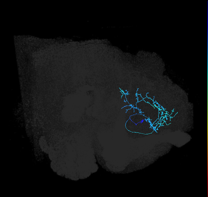 SLP036_R (FlyEM-HB:576816635)