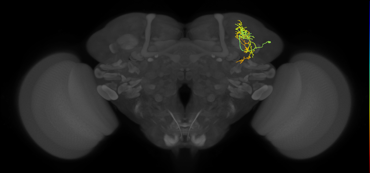 SLP036_R (FlyEM-HB:576816635)