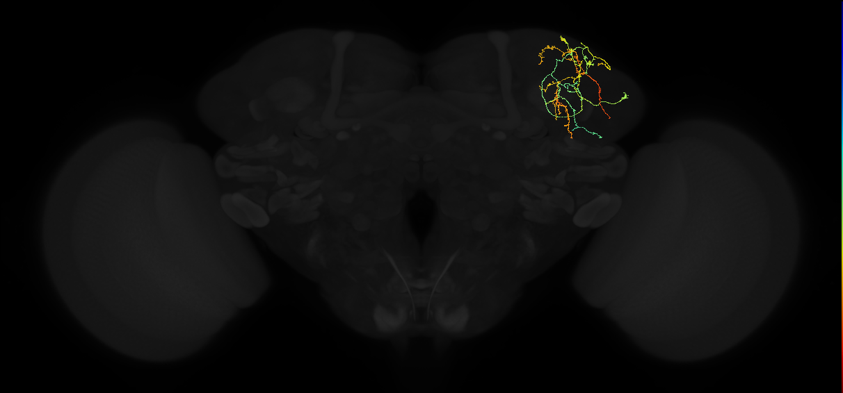 adult superior lateral protocerebrum neuron 037