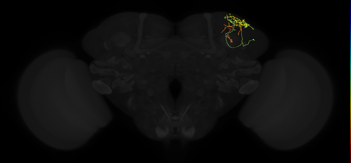 adult superior lateral protocerebrum neuron 038