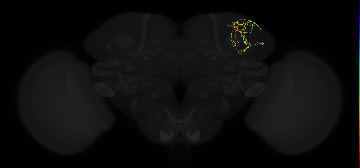adult superior lateral protocerebrum neuron 039