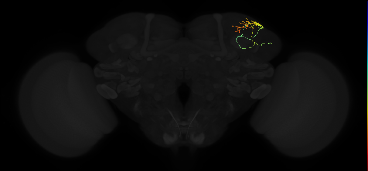 adult superior lateral protocerebrum neuron 040