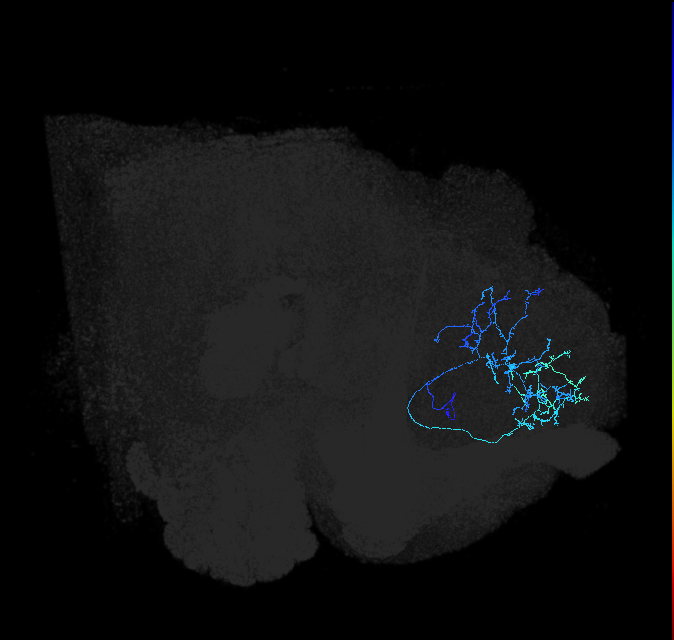 SLP044_a_R (FlyEM-HB:5813010191)