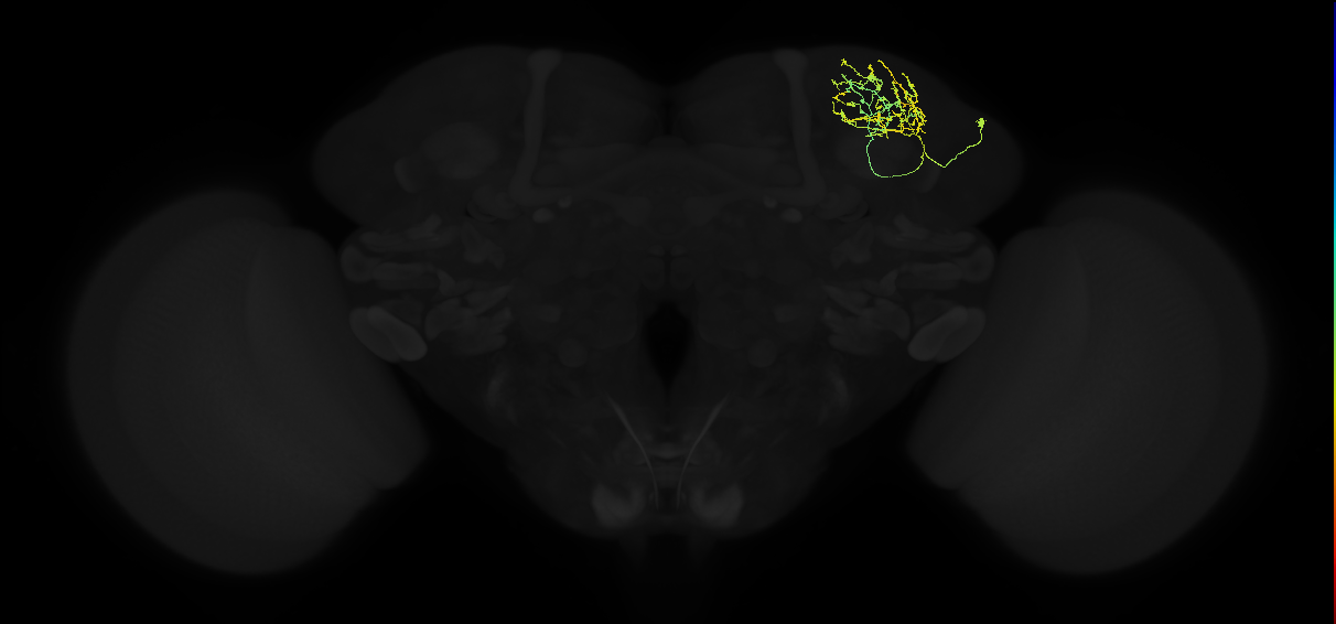 adult superior lateral protocerebrum neuron 044