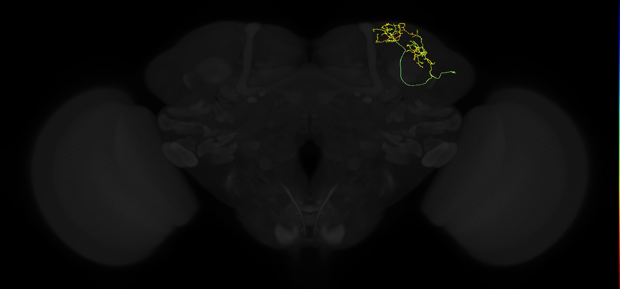 adult superior lateral protocerebrum neuron 045