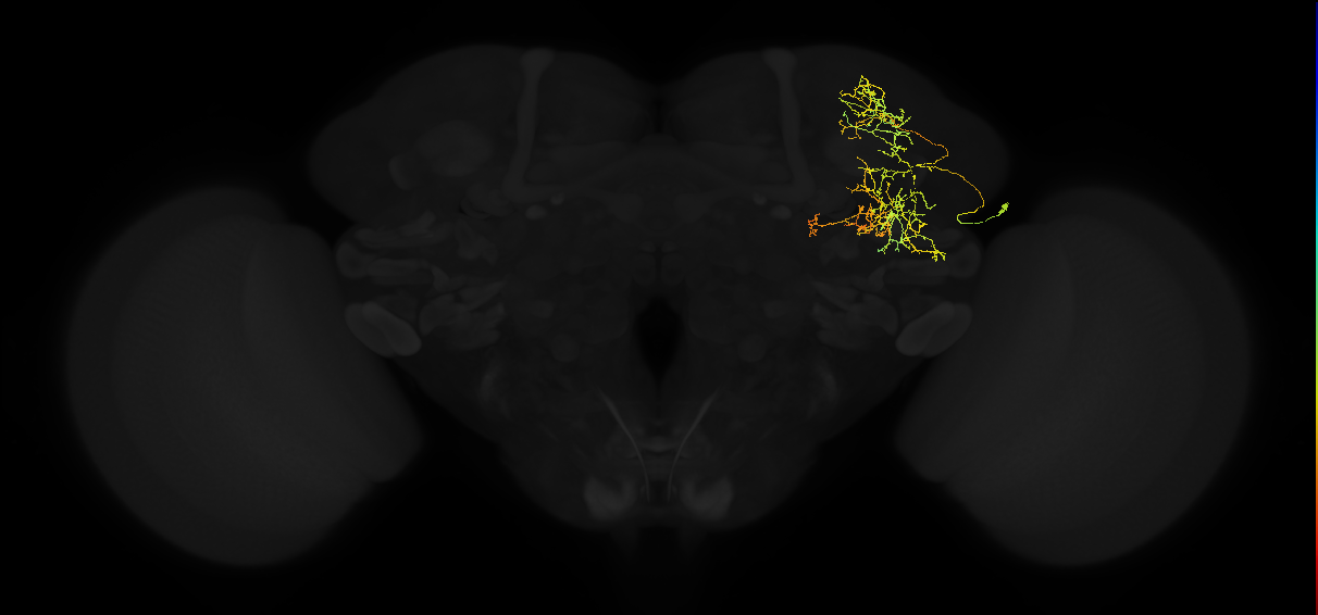 adult superior lateral protocerebrum neuron 047