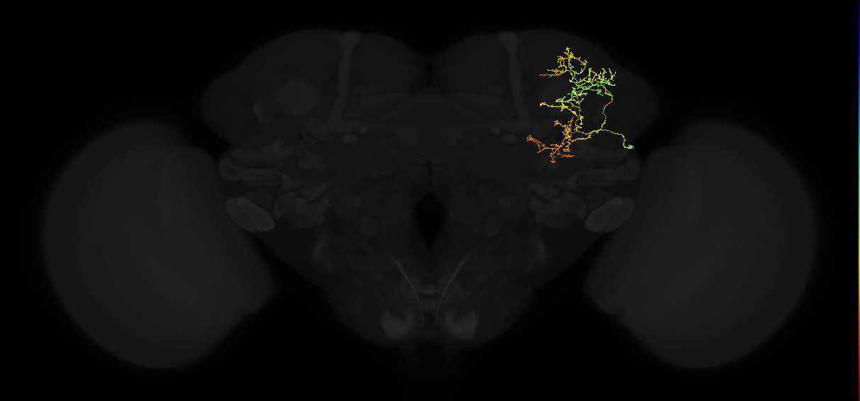 adult superior lateral protocerebrum neuron 048