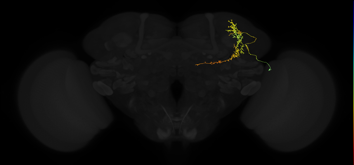 adult superior lateral protocerebrum neuron 049