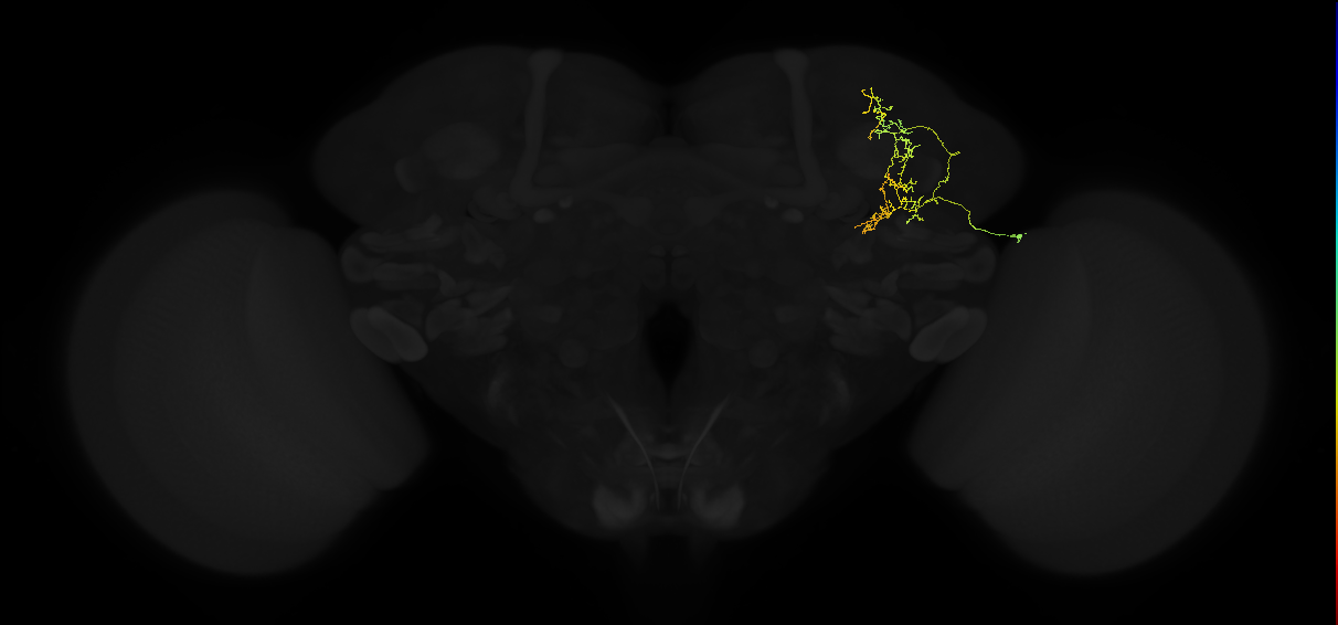 adult superior lateral protocerebrum neuron 050