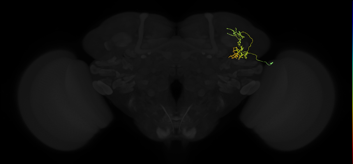 adult superior lateral protocerebrum neuron 050