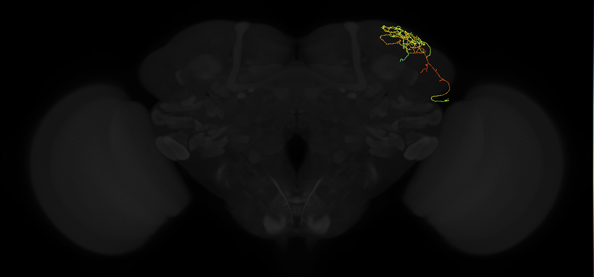 adult superior lateral protocerebrum neuron 051