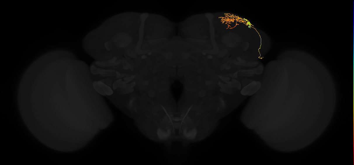 adult superior lateral protocerebrum neuron 052
