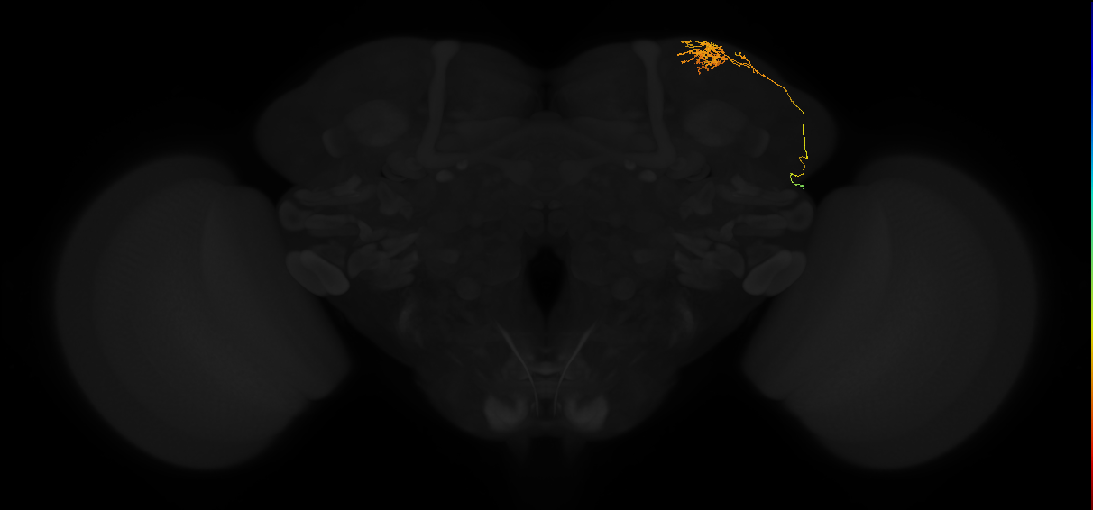 adult superior lateral protocerebrum neuron 053