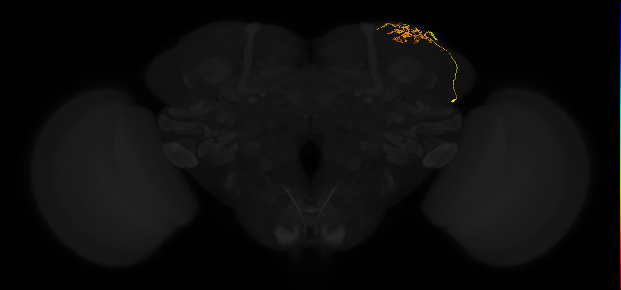 adult superior lateral protocerebrum neuron 053