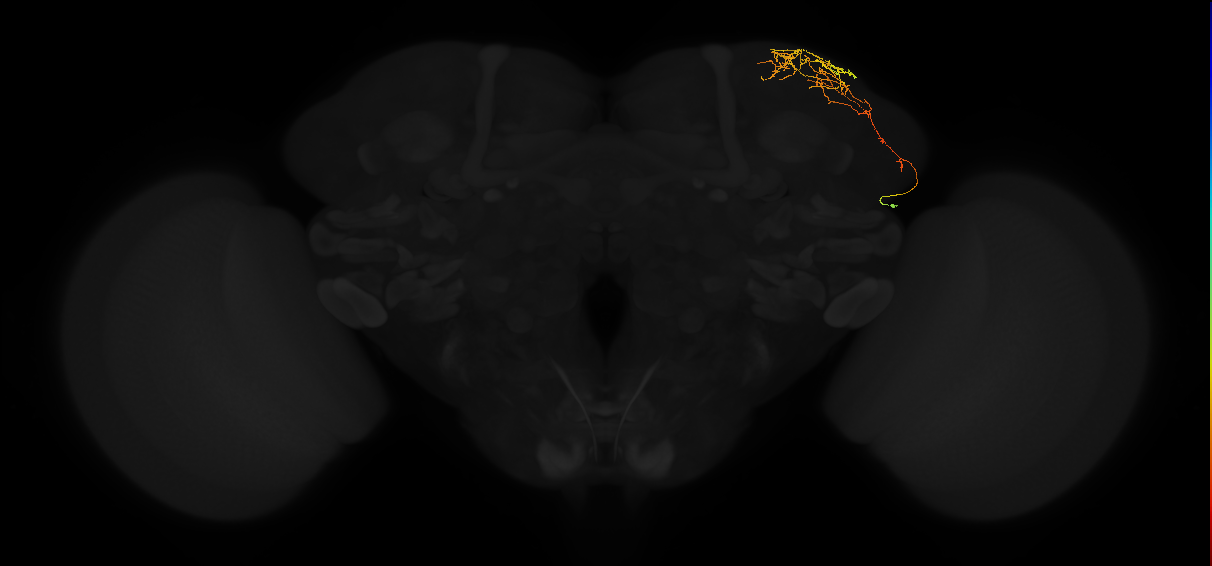 adult superior lateral protocerebrum neuron 054