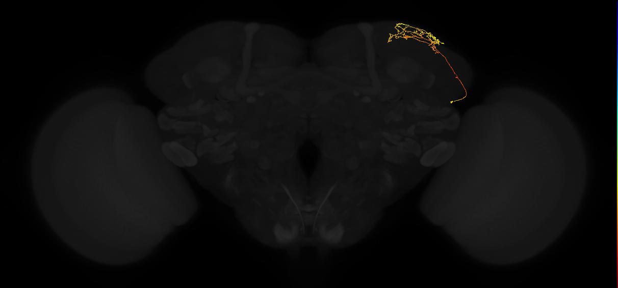 adult superior lateral protocerebrum neuron 054