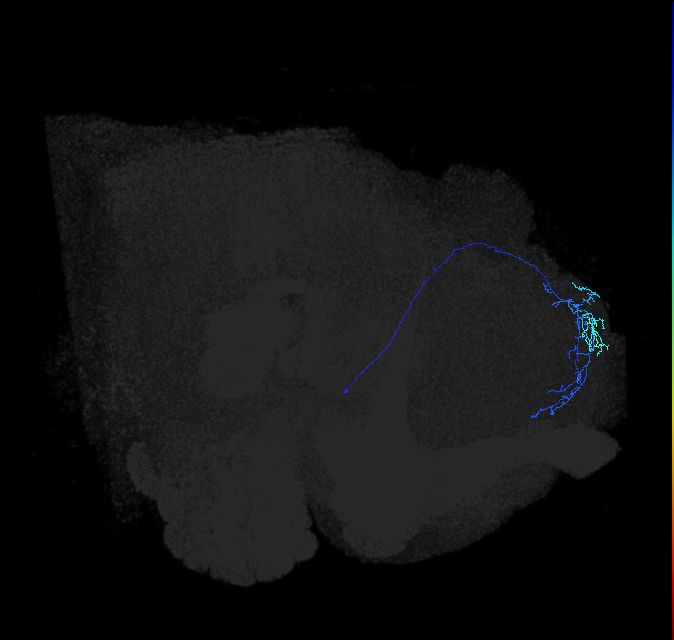 adult superior lateral protocerebrum neuron 055