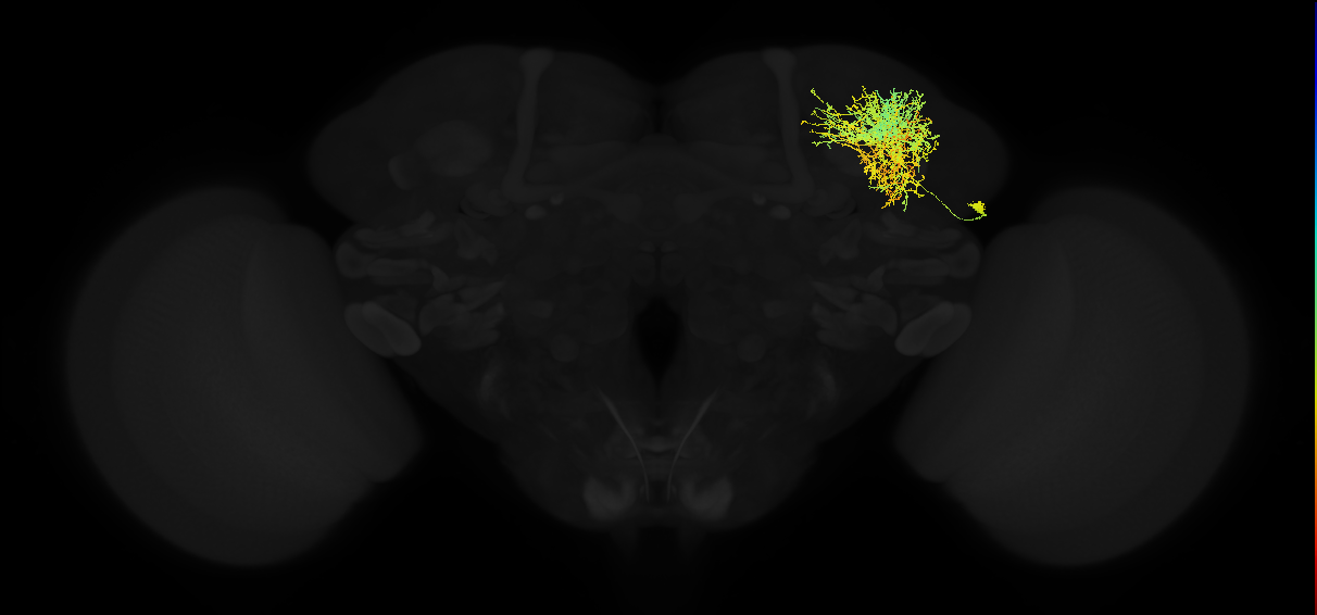 adult superior lateral protocerebrum neuron 057