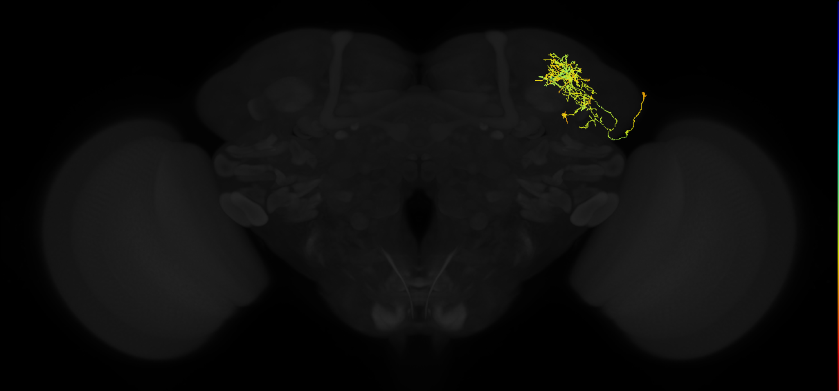 adult superior lateral protocerebrum neuron 058