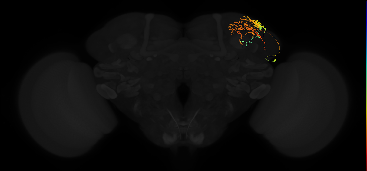 adult superior lateral protocerebrum neuron 062
