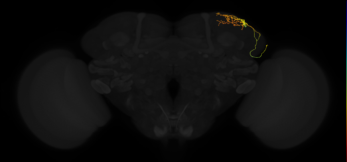 adult superior lateral protocerebrum neuron 063