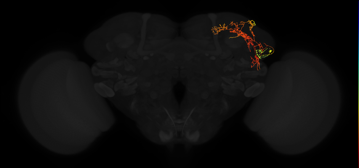 adult superior lateral protocerebrum neuron 064