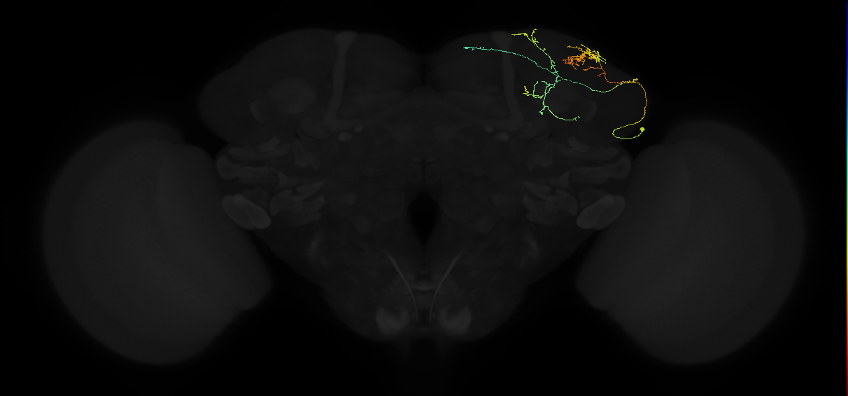 adult superior lateral protocerebrum neuron 065