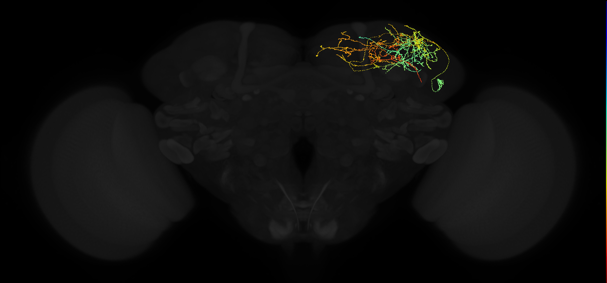 adult superior lateral protocerebrum neuron 066