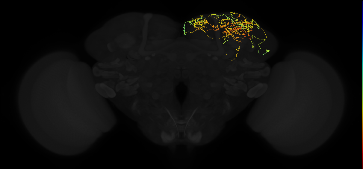 adult superior lateral protocerebrum neuron 067