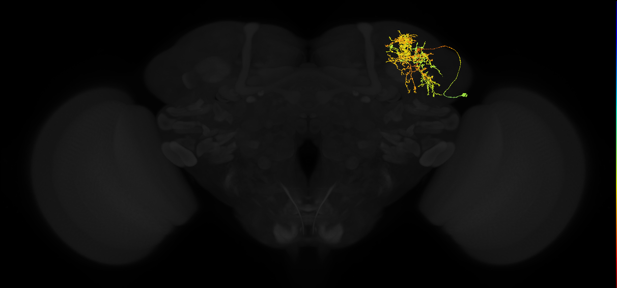 adult superior lateral protocerebrum neuron 070