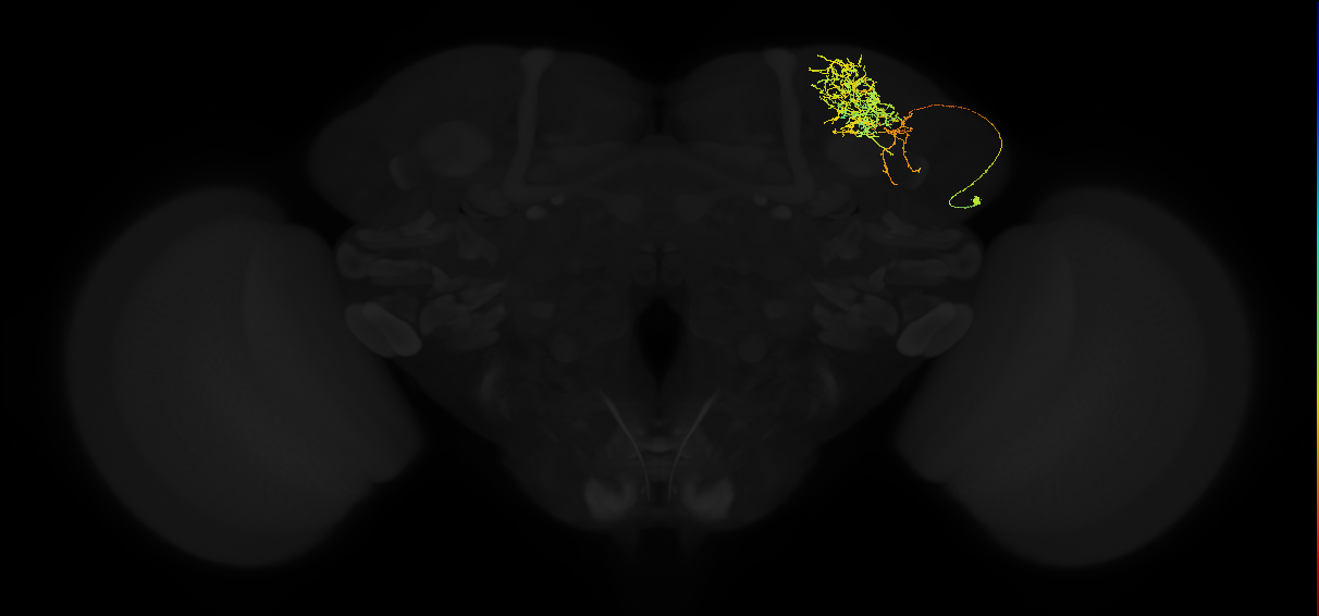 adult superior lateral protocerebrum neuron 071