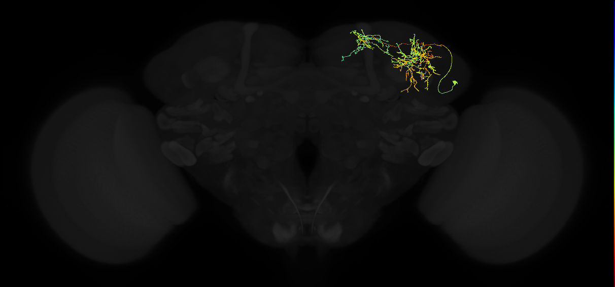 adult superior lateral protocerebrum neuron 073