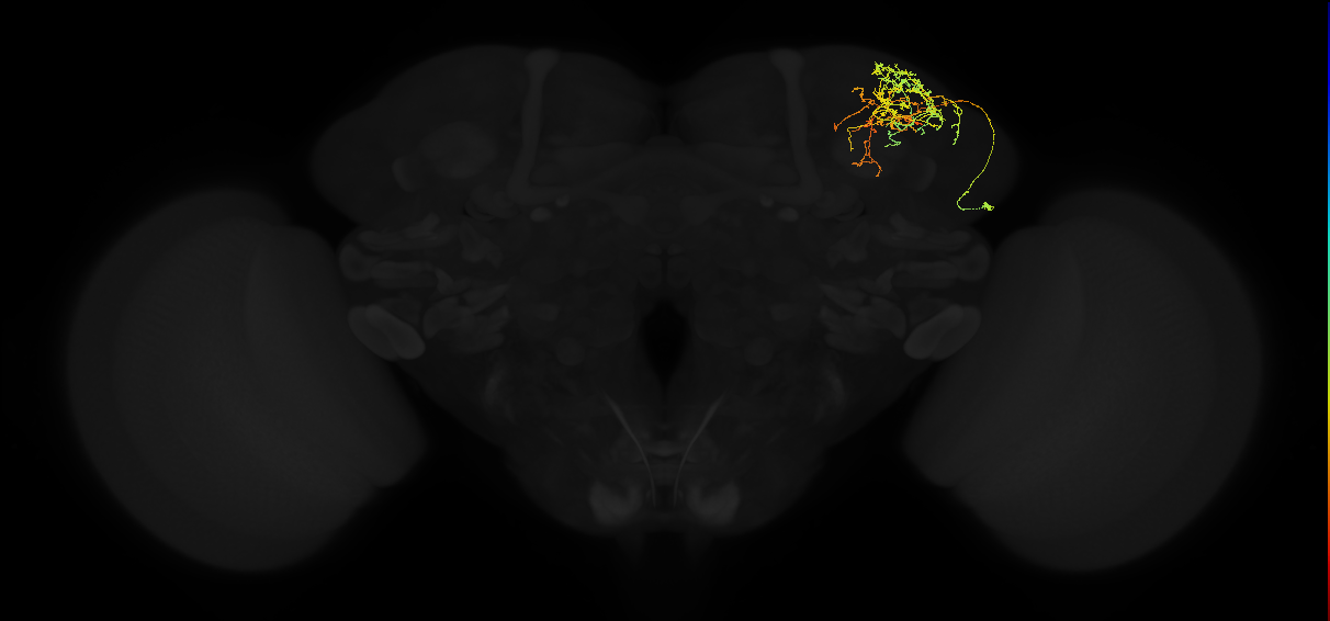 adult superior lateral protocerebrum neuron 077