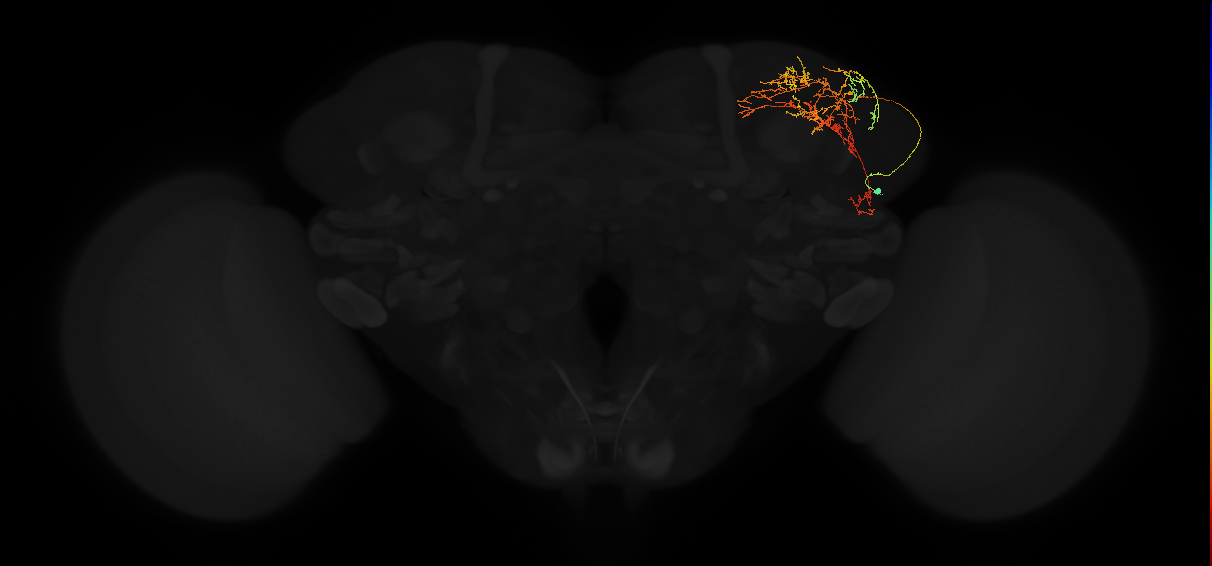 adult superior lateral protocerebrum neuron 078