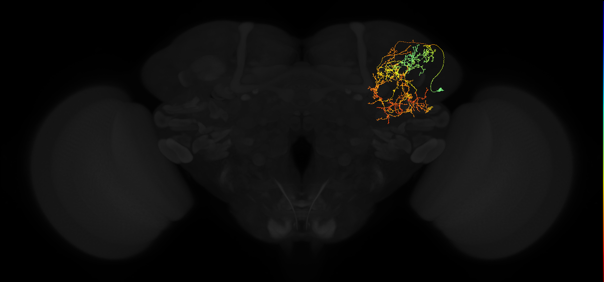 adult superior lateral protocerebrum neuron 080